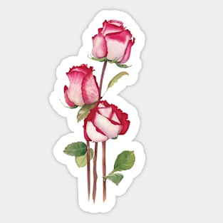 Watercolor roses buds Sticker